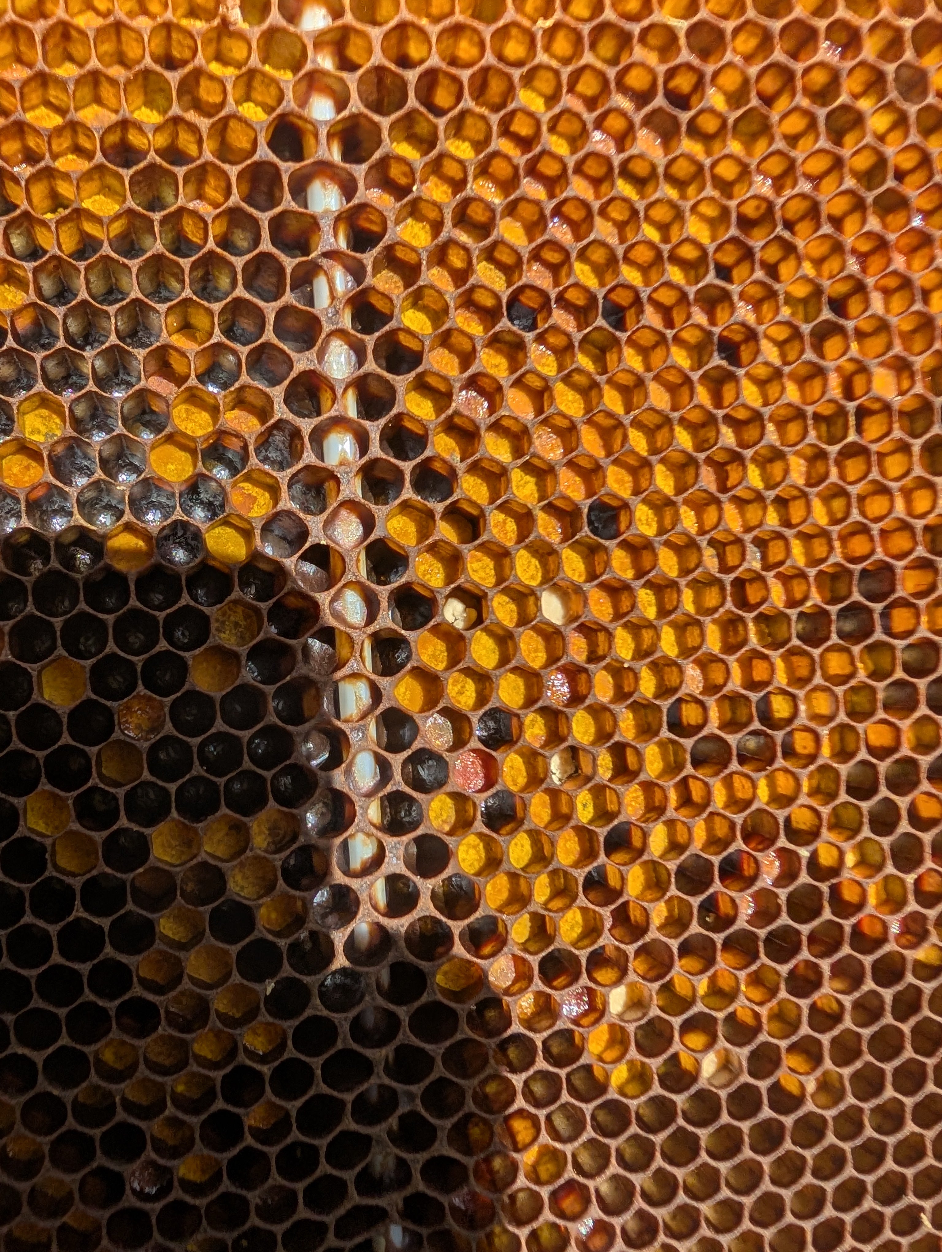 Close-up of a honeycomb with pollen and bee bread in cells.